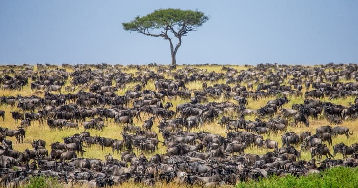7 Days Northern Circuit & Great Migration Safari